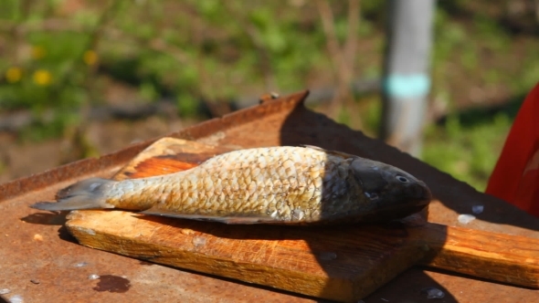 Woman Cleans The Fresh Fish