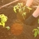 Woman In Tomato Seedlings Are Planted Flower Bed - VideoHive Item for Sale