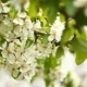 Flowering Branch Of Pear Tree Swaying In The Wind - VideoHive Item for Sale