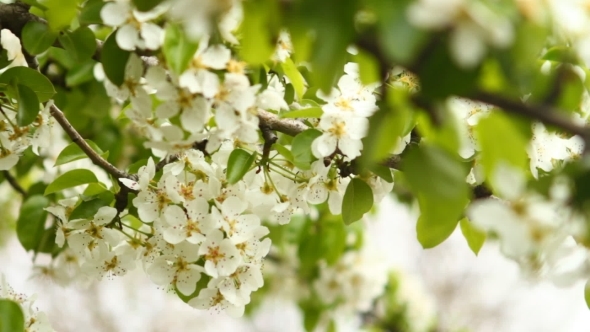 Flowering Branch Of Pear Tree Swaying In The Wind
