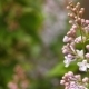 Blooming Lilac Swaying In The Wind - VideoHive Item for Sale