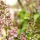 Blooming Lilac Swaying In The Wind - VideoHive Item for Sale
