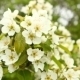 Flowering Branch Of Pear Tree Swaying In The Wind - VideoHive Item for Sale