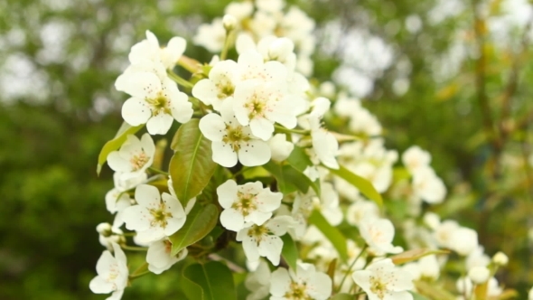 Flowering Branch Of Pear Tree Swaying In The Wind