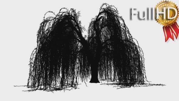 Weeping Willow Salix Babylonica Ornamental Tree alt