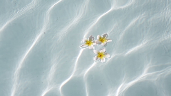 Three Frangipanis Floating On Swimming Pool