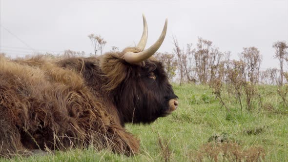 Close Up of Highland Cattle Lying on the Grass