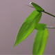 Rain Playing with Bamboo Leave - VideoHive Item for Sale