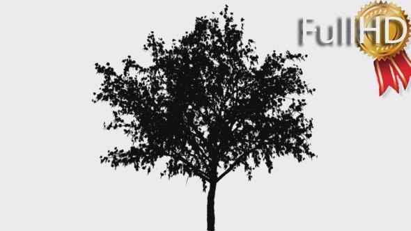 Peachtree With Flowers Spring Small Tree alt