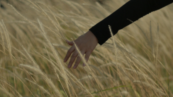 Hand On Grass Field