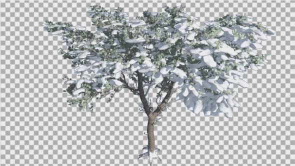 Italian Stone Pine Thin Tree in Winter Snow alt