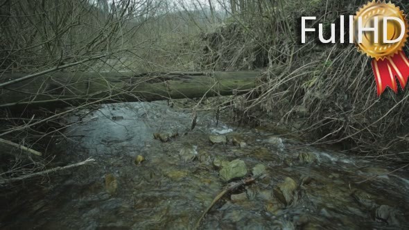 the Mountain River in a Lush Coniferous Forest 6