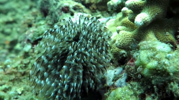 Underwater Coral, And Plants Bali, Indonesia