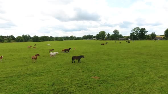 Herd of Horses in a Meadow in Summer