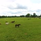 Herd of Horses in a Meadow in Summer - VideoHive Item for Sale