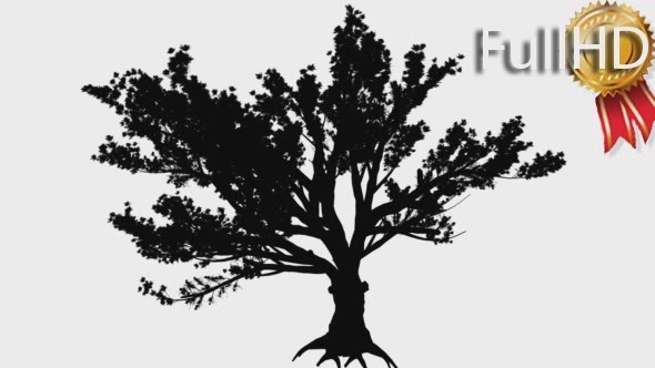 Cedar of Lebanon Cedrus Libani Evergreen alt