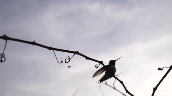 A hummingbird in silhouette flying in slow motion and landing on a small branch to rest after collec