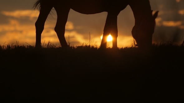 Beautiful Horse Is Grazing On Grass At Sunset