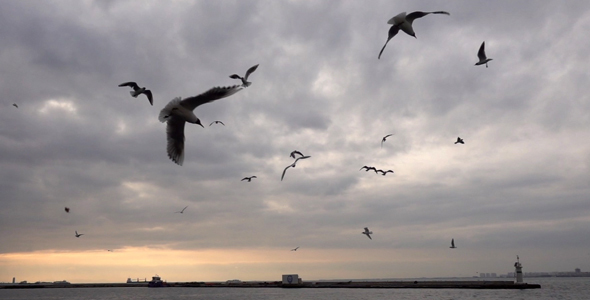 Seagulls On The Clody Sky 1