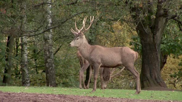 Red Deer In The Wild