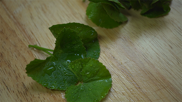 Gotu Kola Spadeleaf Centella Leaves Herb