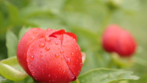 Tilting on Paeoniaceae plant under rain close-up   4K 2160p 30fps UltraHD footage -  Red Paeonia per