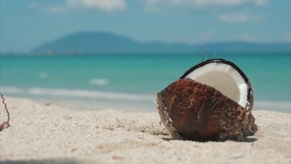 On a Tropical Beach Close-Up Falls From a Palm Tree Coconut, Under the Hot Summer Sun, It Is Divided