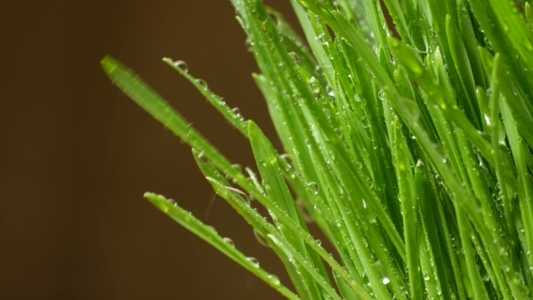 Grass With Splashes Of Water