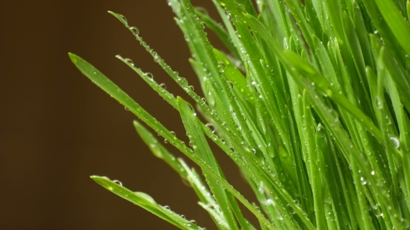 Grass With Splashes Of Water