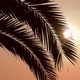 Palm Leaves Silhouette - VideoHive Item for Sale