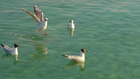 Seagulls Floating on the Water