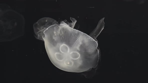 White jellyfish in an aquarium with dark water