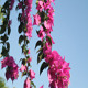 Bougainvillea And Blue Sky I - VideoHive Item for Sale