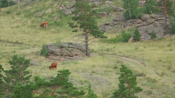Brown Cows On Pasture