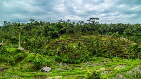 Overcast Clouds Over Rice Terraces in Bali, Indonesia