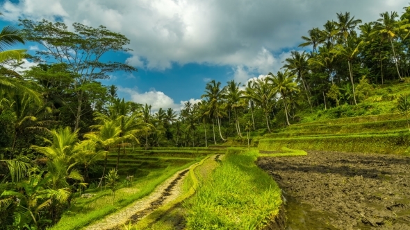 Clouds Over Beautiful Rice Terraces in Bali, Indonesia