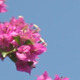 Bougainvillea and Blue Sky II - VideoHive Item for Sale