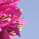 Bougainvillea and Blue Sky III - VideoHive Item for Sale