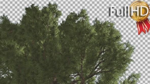 Western Juniper Branchy Green Crown of Coniferous