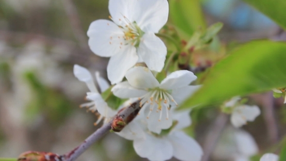 Flowering Pear Tree