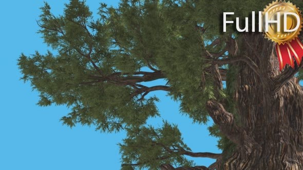 Western Juniper Old Thick Trunk Coniferous alt