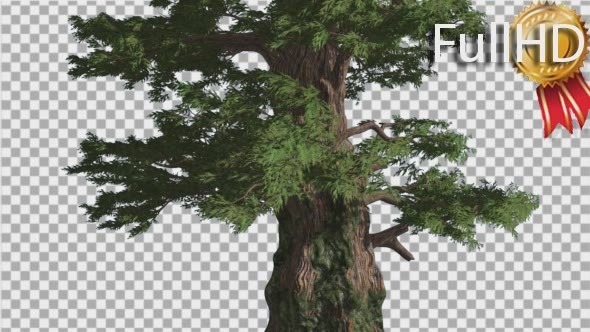 Western Juniper Fluttering Leaves at Strong Wind alt