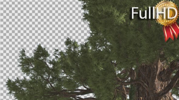 Western Juniper Truk Behind the Branches alt