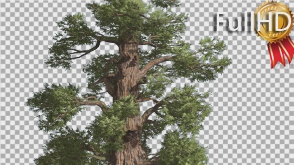 Western Juniper Sun Rays and Shadows on Trunk alt