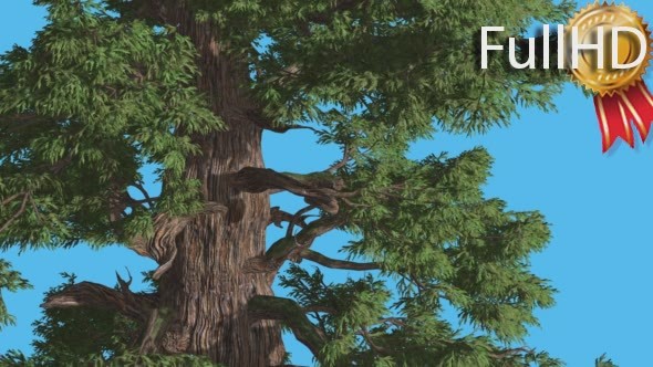 Western Juniper Leaves Are Fluttering Breeze alt