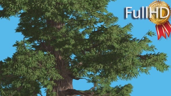 Western Juniper Swaying Trunk Fluttering Leaves alt