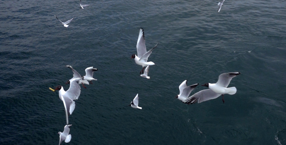 Seagulls Flying 4