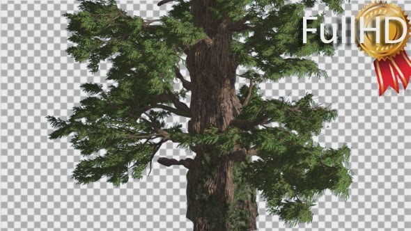 Western Juniper Thick Tall Tree Fluttering Leaves alt