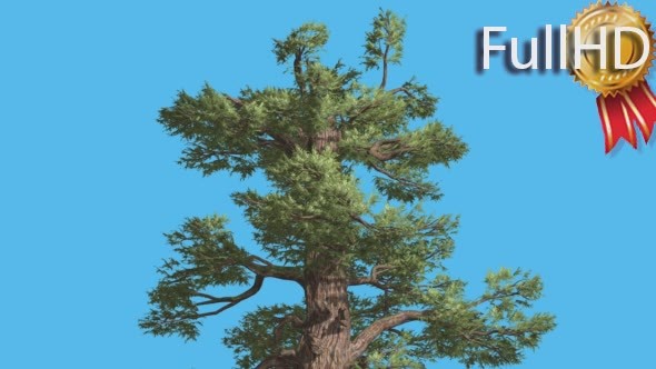 Western Juniper Top of Tree Sunny Day Coniferous alt