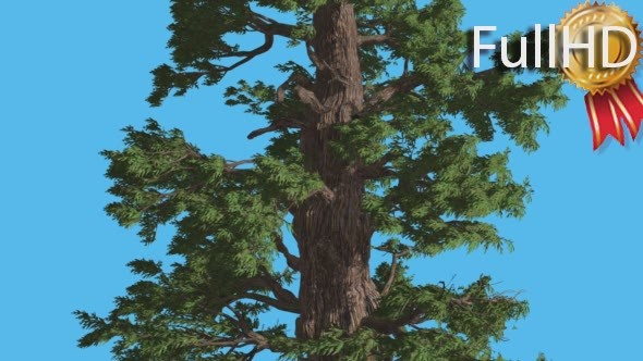 Western Juniper Trunk and Branches Coniferous alt